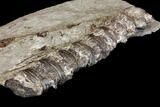 String Of Cretaceous Fossil Fish Vertebrae - Kansas #115078-1